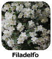 Filadelfo